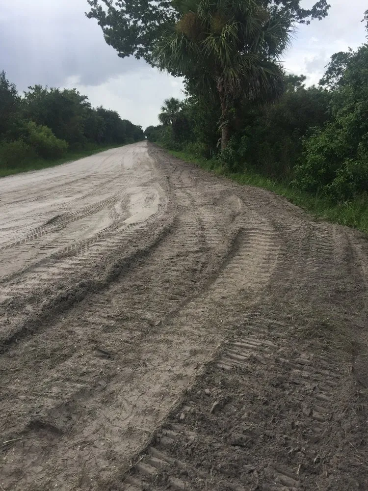Unpaved sandy road bordered by palm trees and dense vegetation